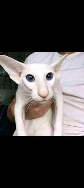Man image