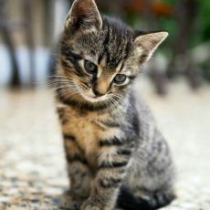 more prospect