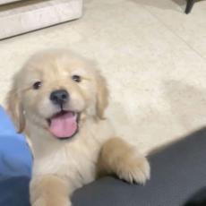 more prospect